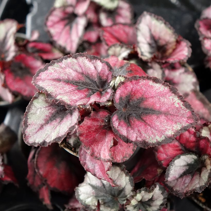 Begonia Rex Red Kiss - Bladbegonia (Blad)