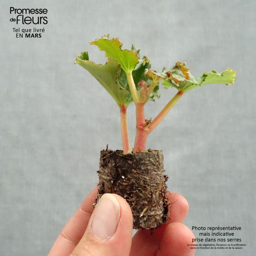 Example of Begonia Sunbrero Bicolor Mini-mot Ø 3/4 cm as you get in printemps