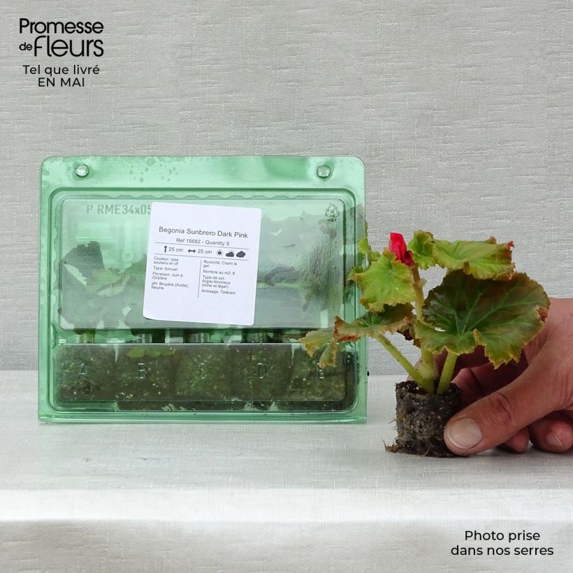 Example of Begonia Sunbrero Dark Pink  Mini-mot Ø 3/4 cm as you get in printemps