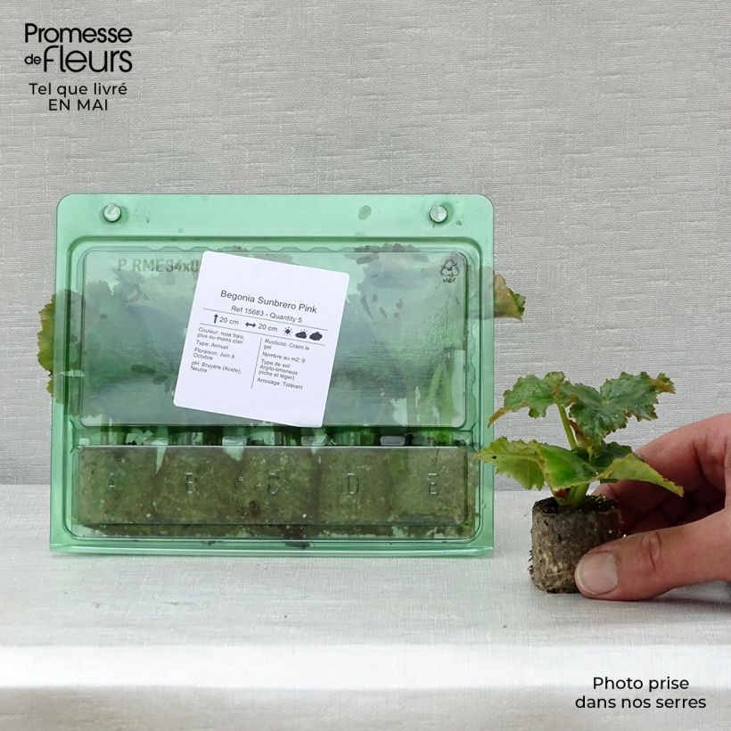 Example of Begonia Sunbrero Pink Mini-mot Ø 3/4 cm as you get in printemps