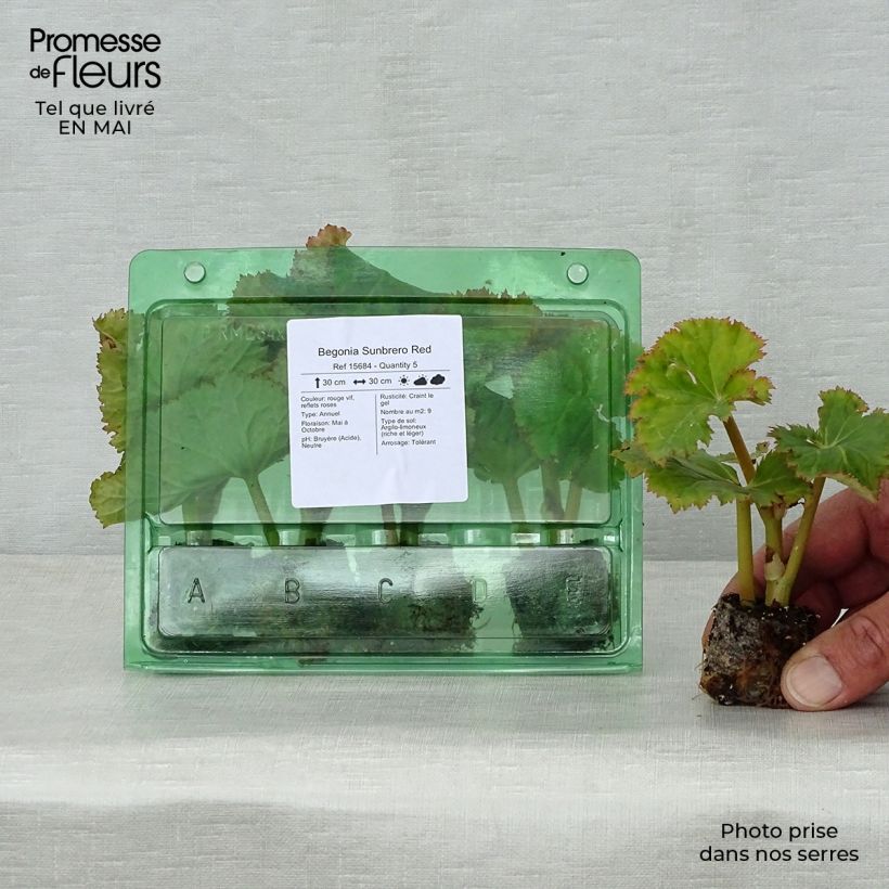 Example of Begonia Sunbrero Red Mini-mot Ø 3/4 cm as you get in printemps