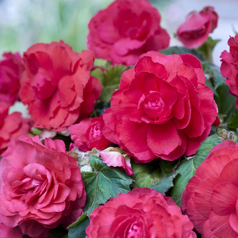 Begonia Superba Pink - Bégonia tubéreux double rose (Bloei)