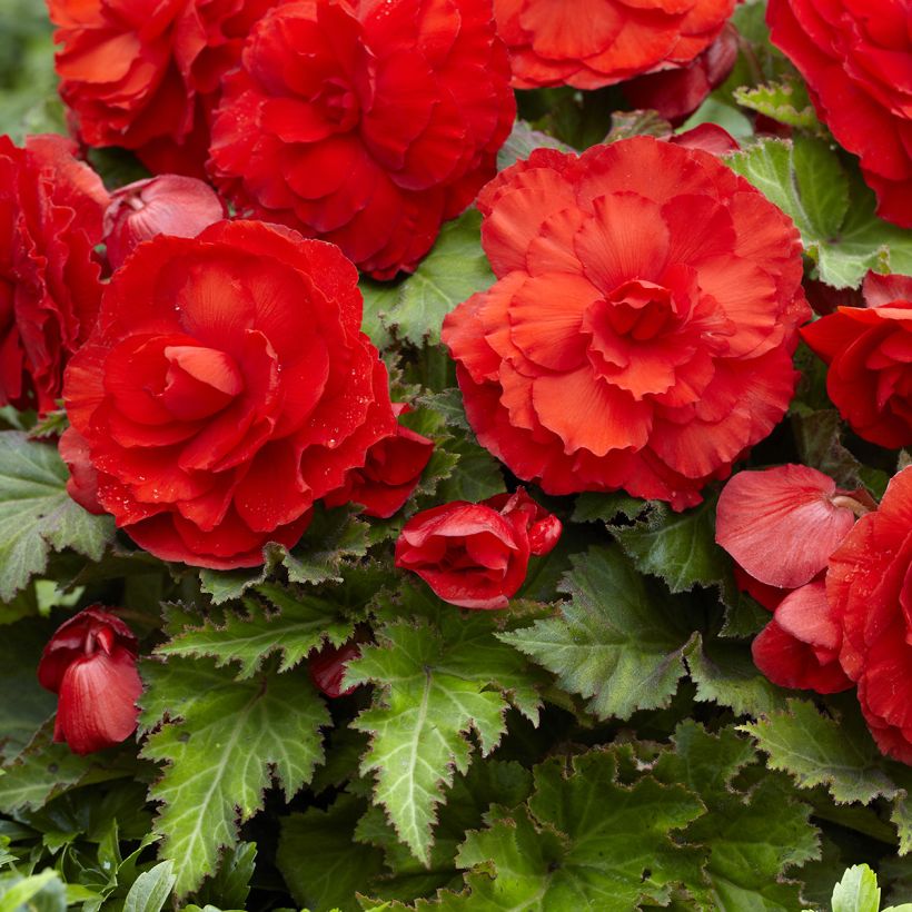 Begonia tuberhybrida Superba Rood - Knolbegonia (Flowering)