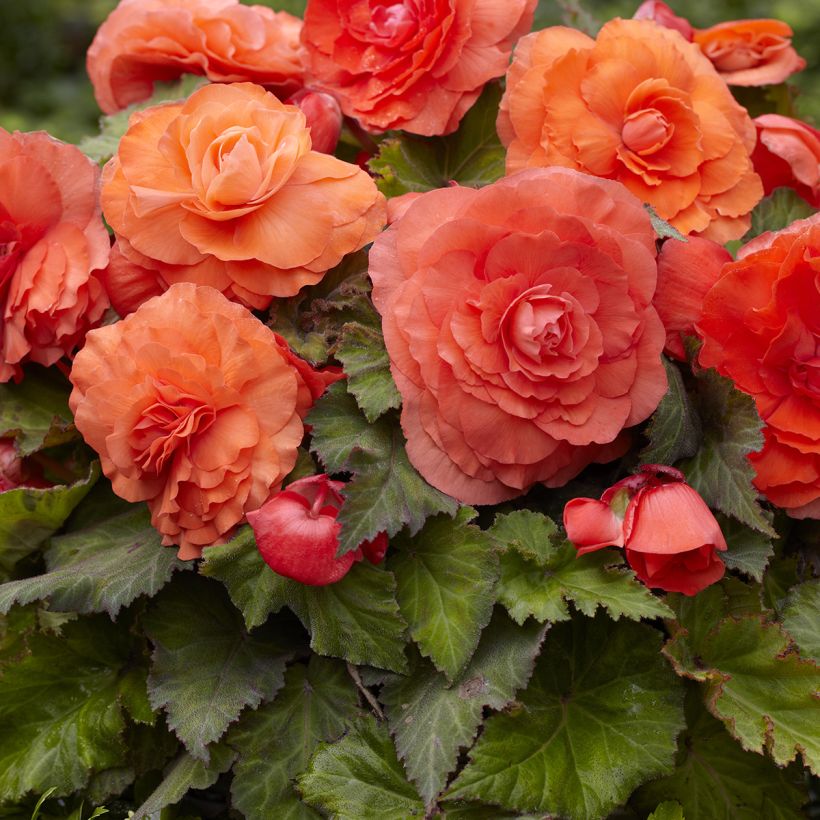 Begonia Superba Salmon - Bégonia tubéreux double saumon (Bloei)