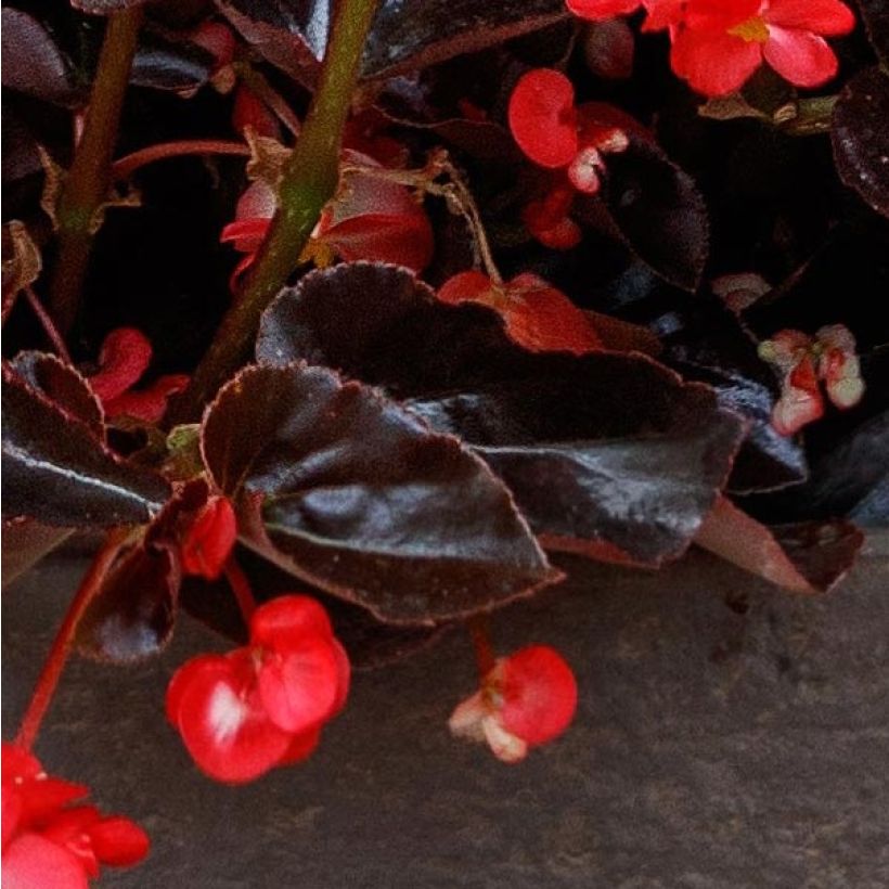 Begonia Viking Bronze Rood in plantgoed - Begonia (Foliage)