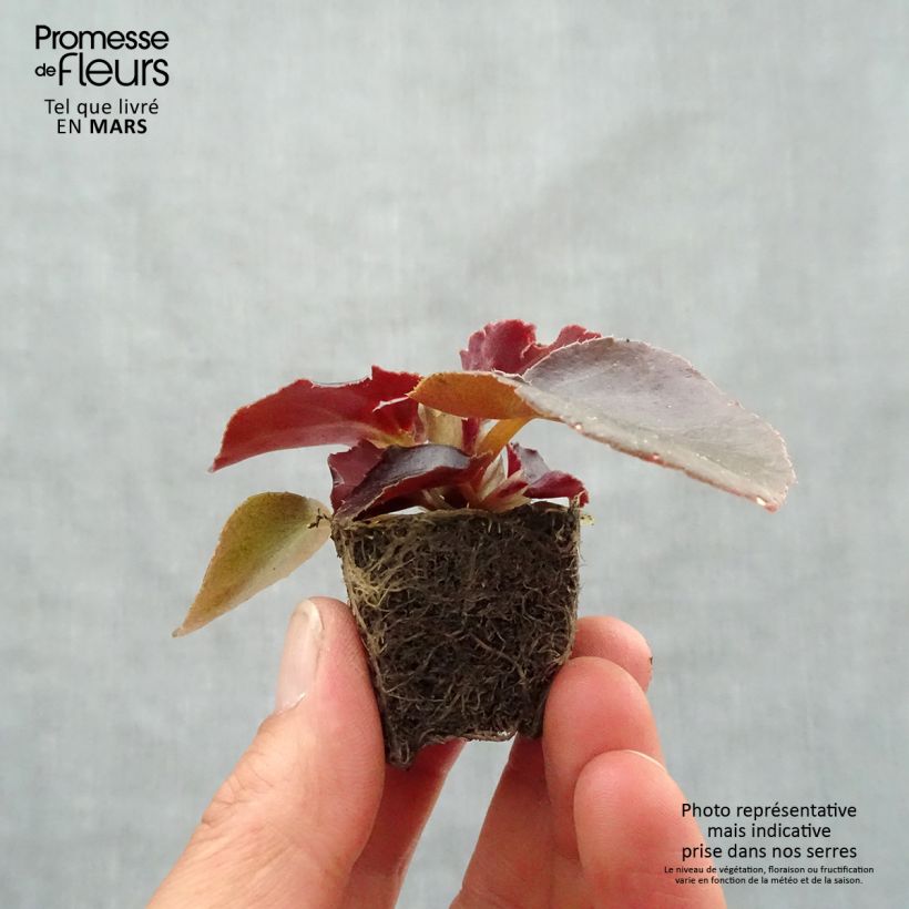 Example of Bégonia Viking Bronze Red Mini-mottes  Mini-mot Ø 3/4 cm as you get in printemps