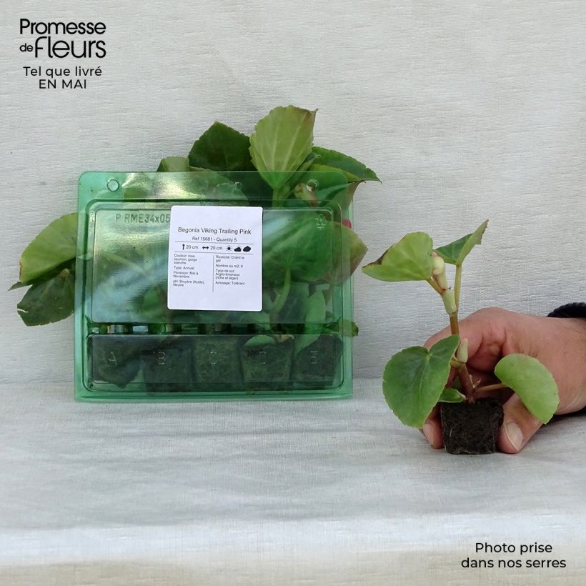 Example of Begonia Viking Trailing Pink  Mini-mot Ø 3/4 cm as you get in printemps