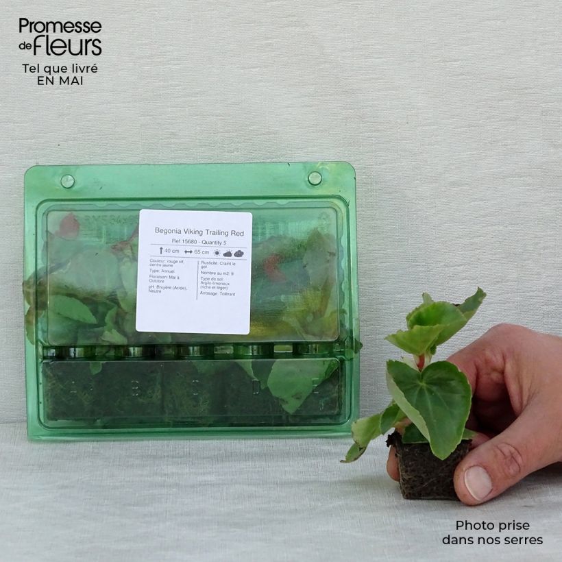 Example of Begonia Viking Trailing Red  Mini-mot Ø 3/4 cm as you get in printemps
