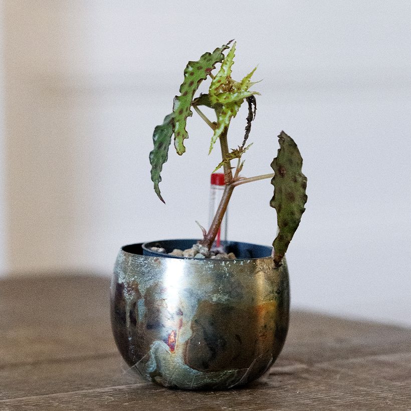 Begonia amphioxus - Begonia (Groeiplaats)