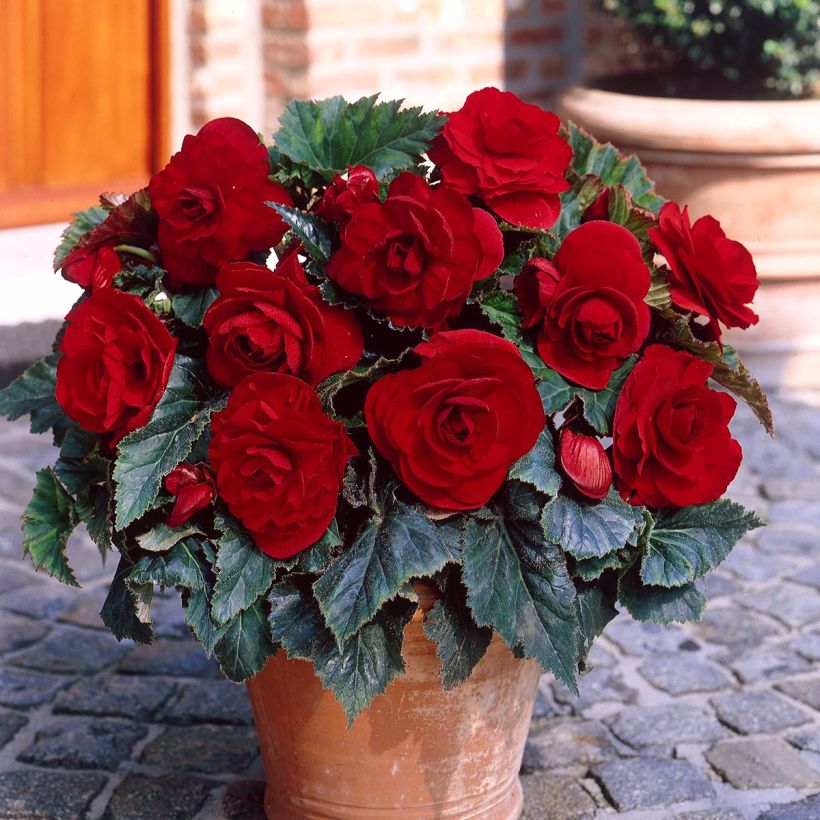 Bégonia double Dark red - Begonia Grandiflora (Groeiplaats)