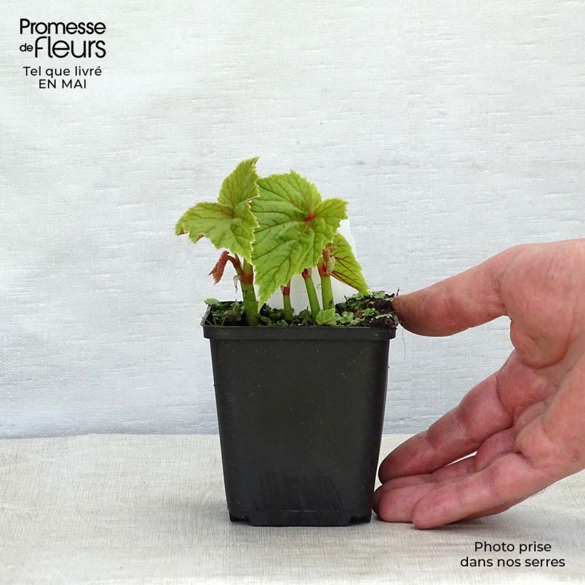 Exemplaar van Begonia grandis subsp. evansiana - Scheefblad Kweekpotje van 8/9 cm zoals geleverd in de lente
