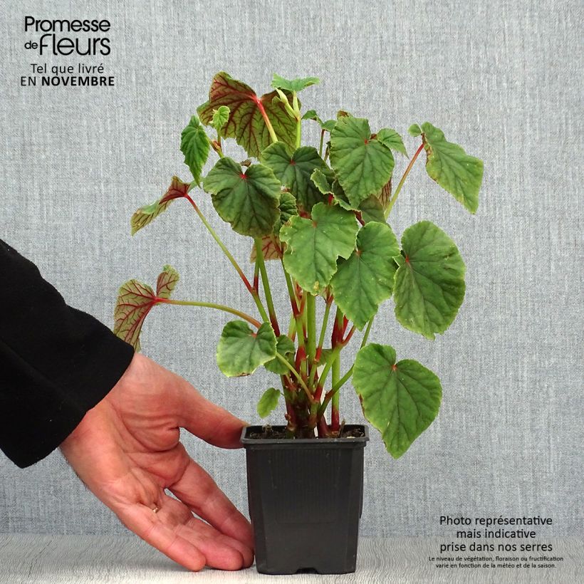 Exemplaar van Begonia grandis subsp. evansiana - Scheefblad Kweekpotje van 8/9 cm zoals geleverd in de herfst