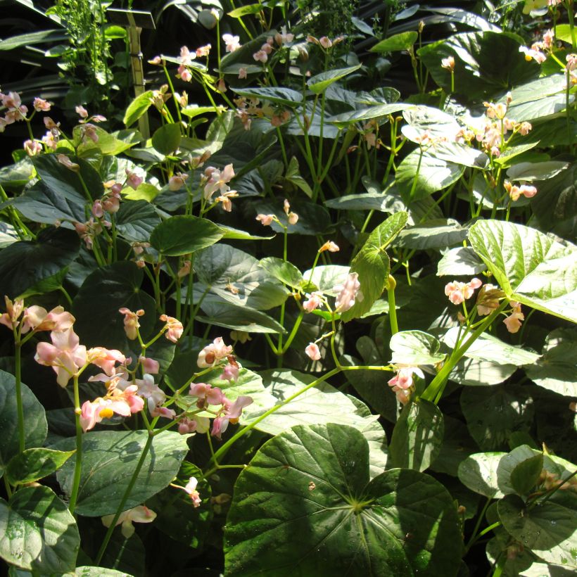 Begonia ravenii - Scheefblad (Groeiplaats)