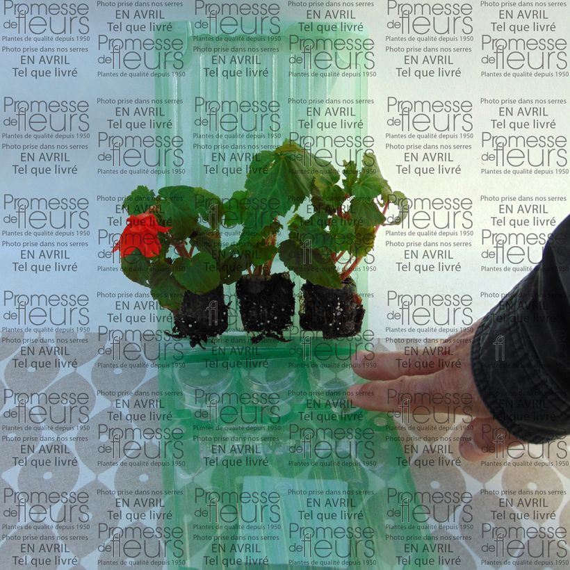 Example of Bégonia retombant Belleconia Hot orange Mini-mot Ø 3/4 cm as you get