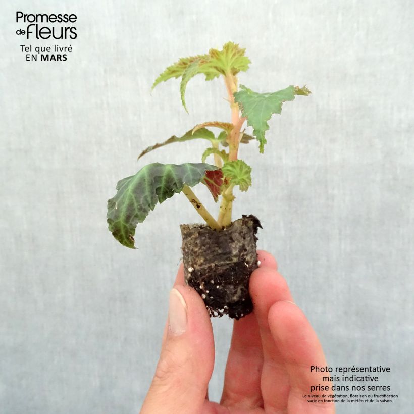 Exemplaar van Begonia Belleconia Roze - Hangbegonia Mini-mot Ø 3/4 cm zoals geleverd in de lente