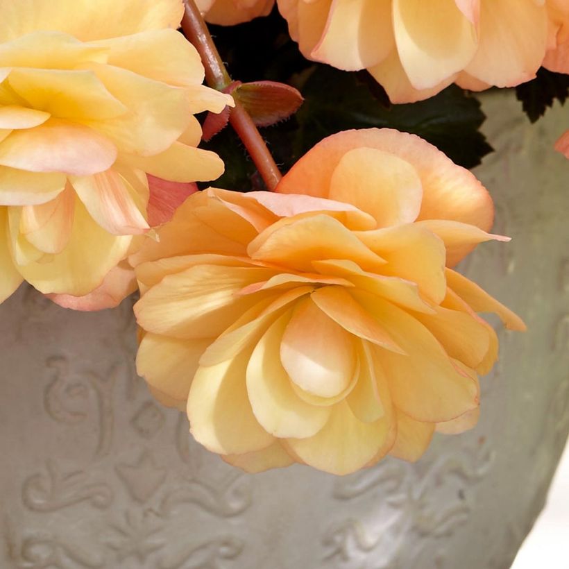 Begonia Fragrant Falls Peach in plantgoed - Andesbegonia (Flowering)