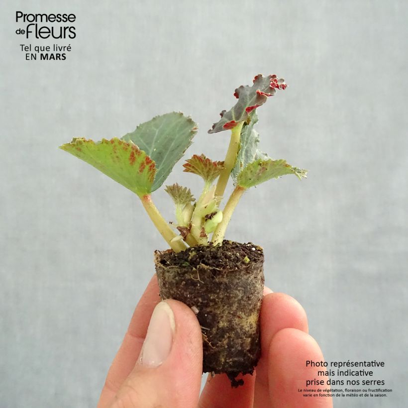Example of Bégonia retombant Fragrant Falls Peach en Mini-mottes Mini-mot Ø 3/4 cm as you get in printemps