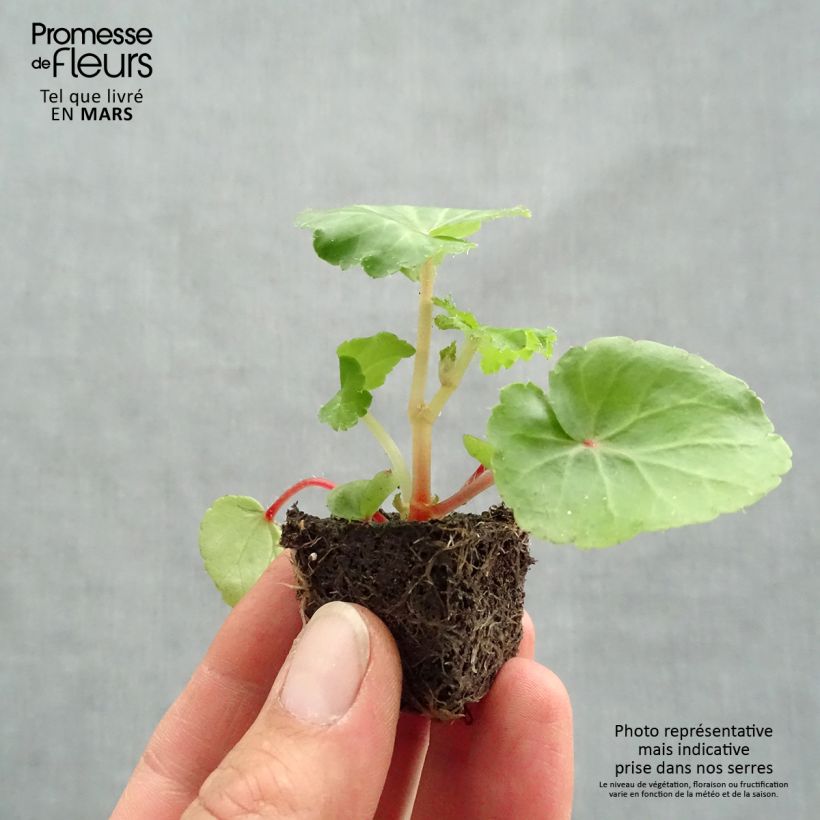 Example of Bégonia retombant Illumination Ecarlate Mini-mot Ø 3/4 cm as you get in printemps