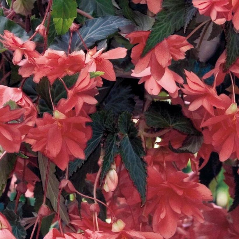Begonia pendula Illumination Salmon in plantgoed - Hangbegonia (Foliage)