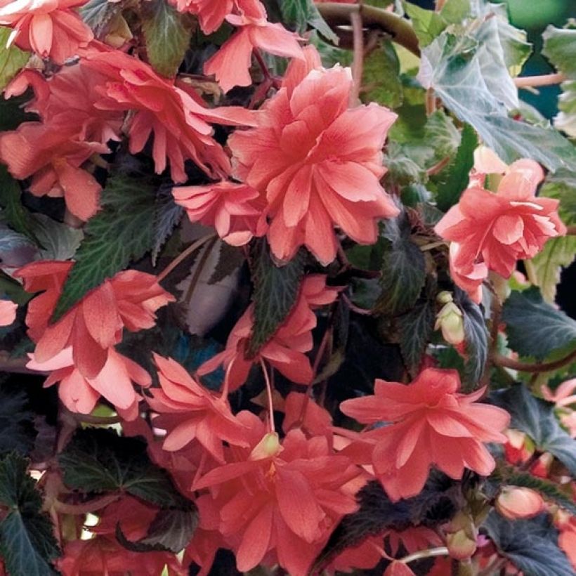 Begonia pendula Illumination Salmon in plantgoed - Hangbegonia (Flowering)