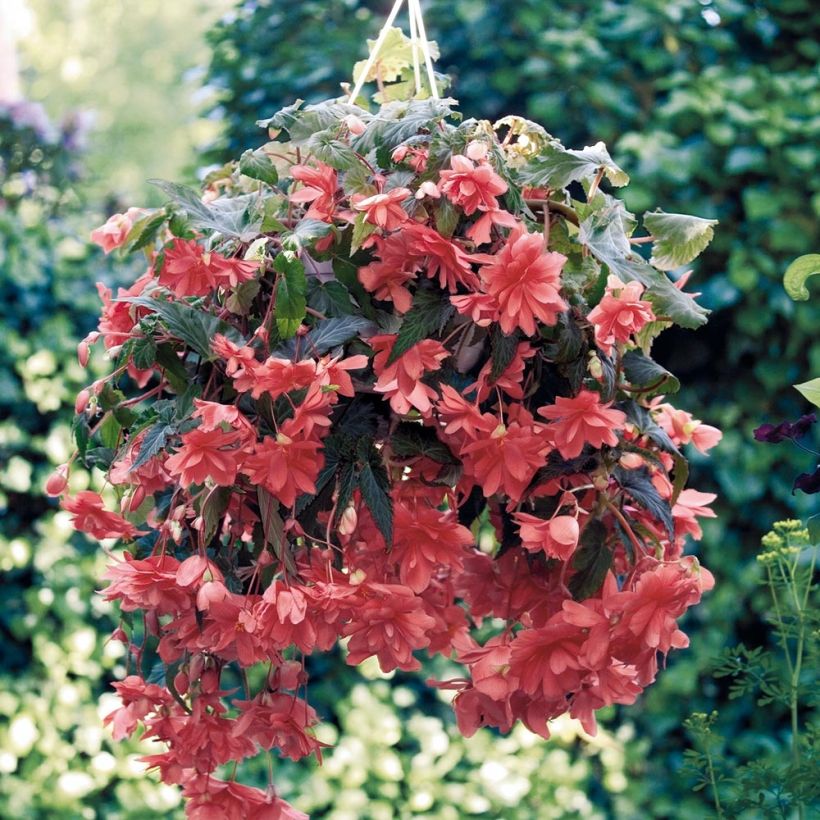 Begonia pendula Illumination Salmon in plantgoed - Hangbegonia (Plant habit)