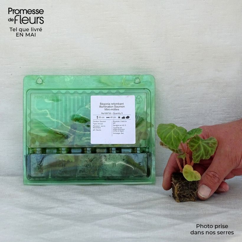 Example of Bégonia retombant Illumination Saumon Mini-mottes Mini-mot Ø 3/4 cm as you get in printemps