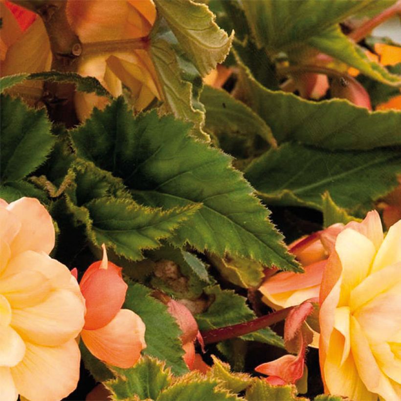 Begonia pendula Illumination Tons Abricots - Hangbegonia (Foliage)