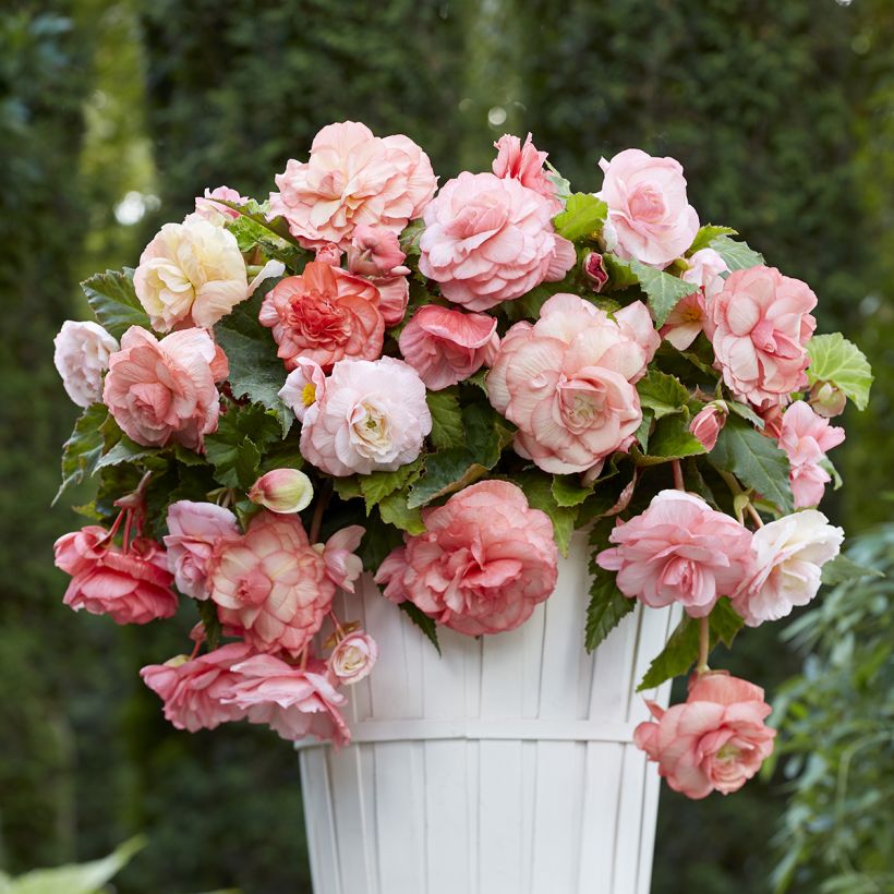 Begonia tuberhybrida Splendide Flamenca - Knolbegonia (Groeiplaats)