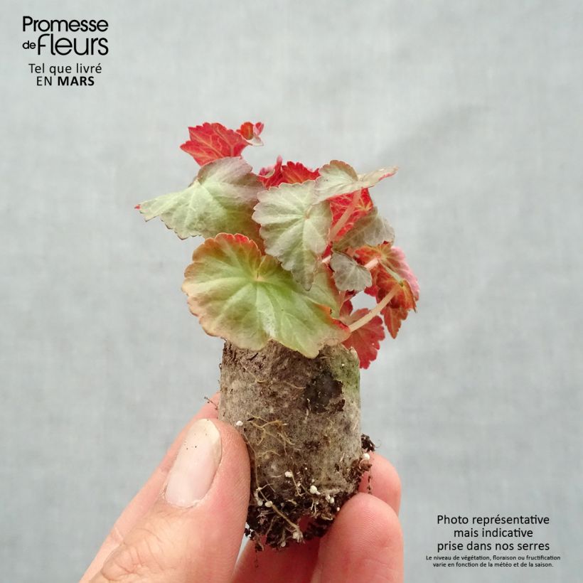 Example of Bégonia retombant Summerwings Dark Elegance Mini-mot Ø 3/4 cm as you get in printemps