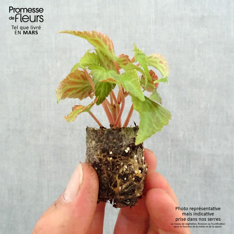 Example of Begonia retombant Summerwings White Elegance Mini-mot Ø 3/4 cm as you get in printemps
