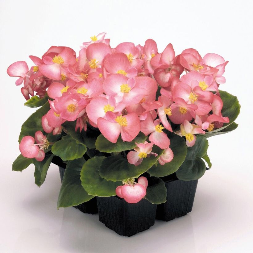 Begonia semperflorens Mascotte Bicolour Improved - Waterbegonia (Plant habit)