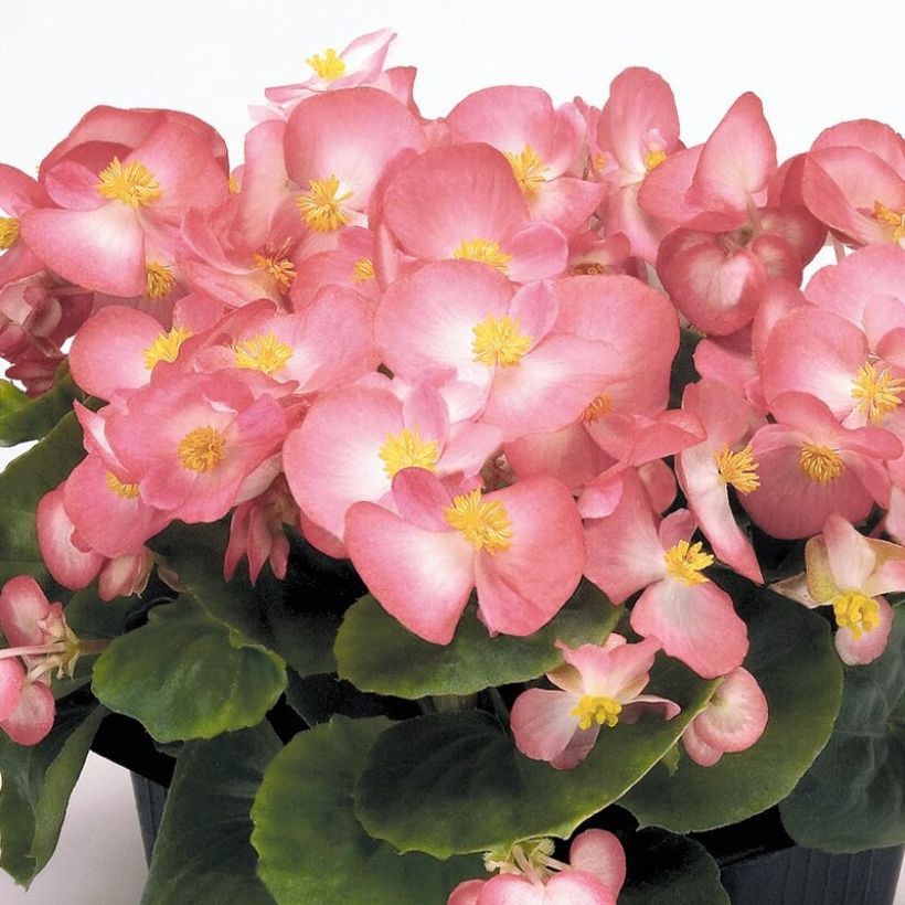 Begonia semperflorens Mascotte Bicolour Improved - Waterbegonia (Flowering)