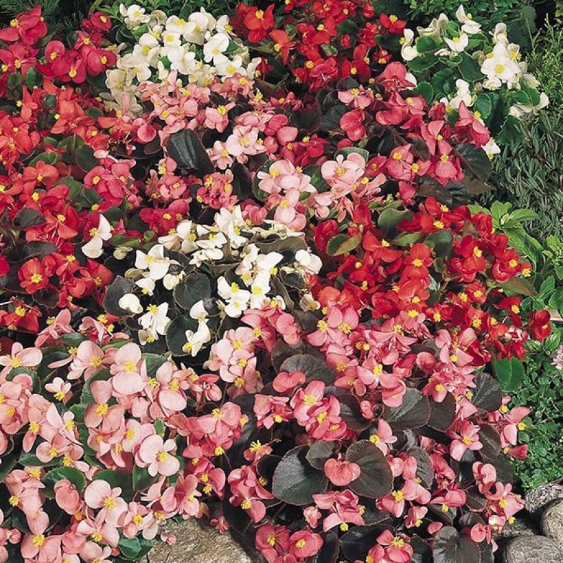 Begonia semperflorens Organdy Mix - Waterbegonia (Plant habit)