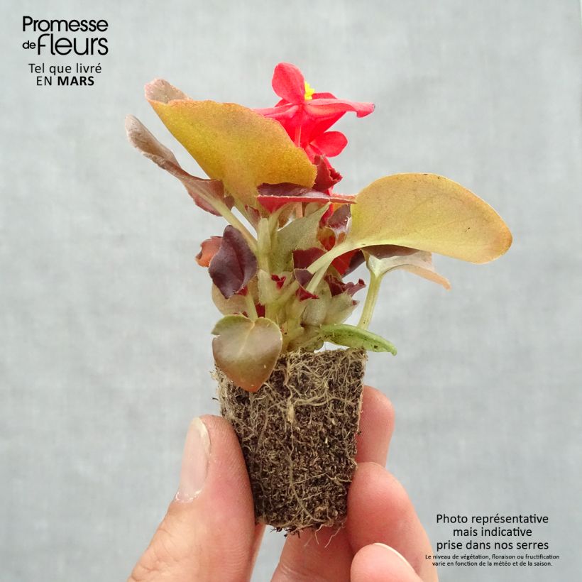 Example of Begonia semperflorens Organdy Mix - Waterbegonia Kluitplant: kluit 3,8 cm x 3,2 cm in een tray voor 16 planten as you get in printemps