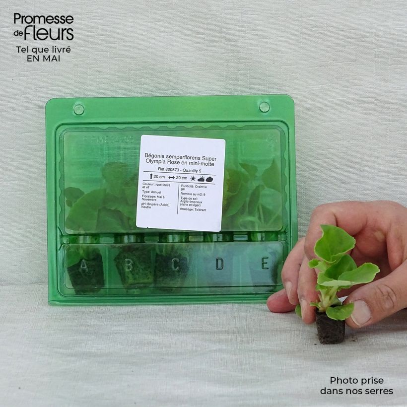 Example of Bégonia semperflorens Super Olympia Rose Mini-mot Ø 1,5/2,5 cm as you get in printemps