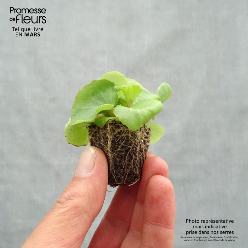 Example of Bégonia semperflorens Super Olympia Rose Kluitplant: kluit 3,8 cm x 3,2 cm in een tray voor 16 planten as you get in printemps