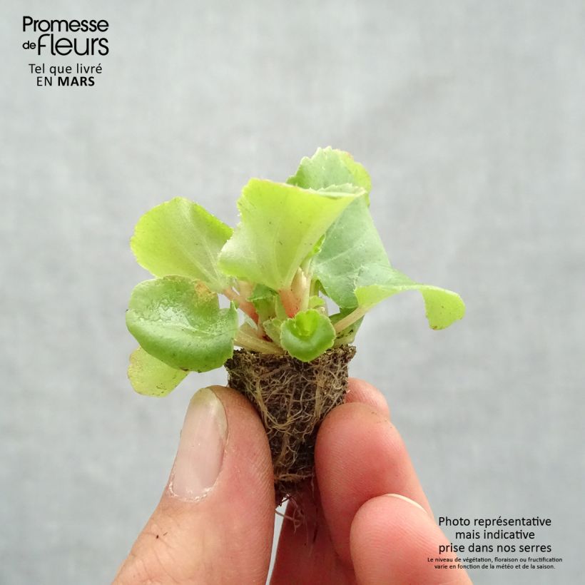 Example of Bégonia semperflorens Super Olympia Rose Minimotte: kluitje van 2,2 cm x 2 cm in kweekplaat per 35 stuks as you get in printemps