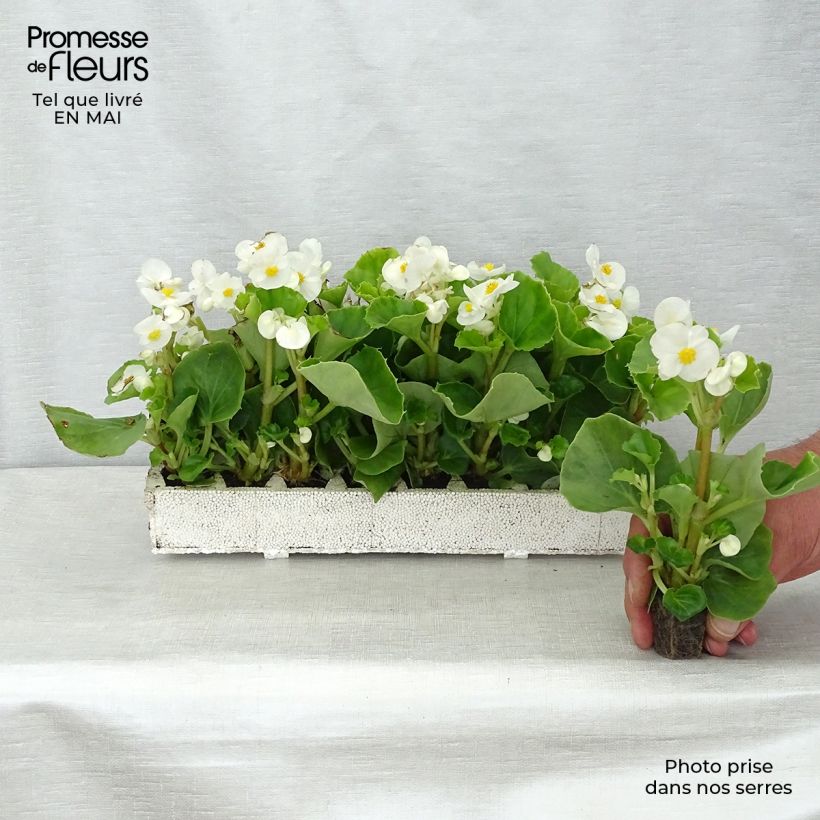 Example of Bégonia semperflorens Super Olympia blanc Kluitplant: kluit 3,8 cm x 3,2 cm in een tray voor 16 planten as you get in printemps