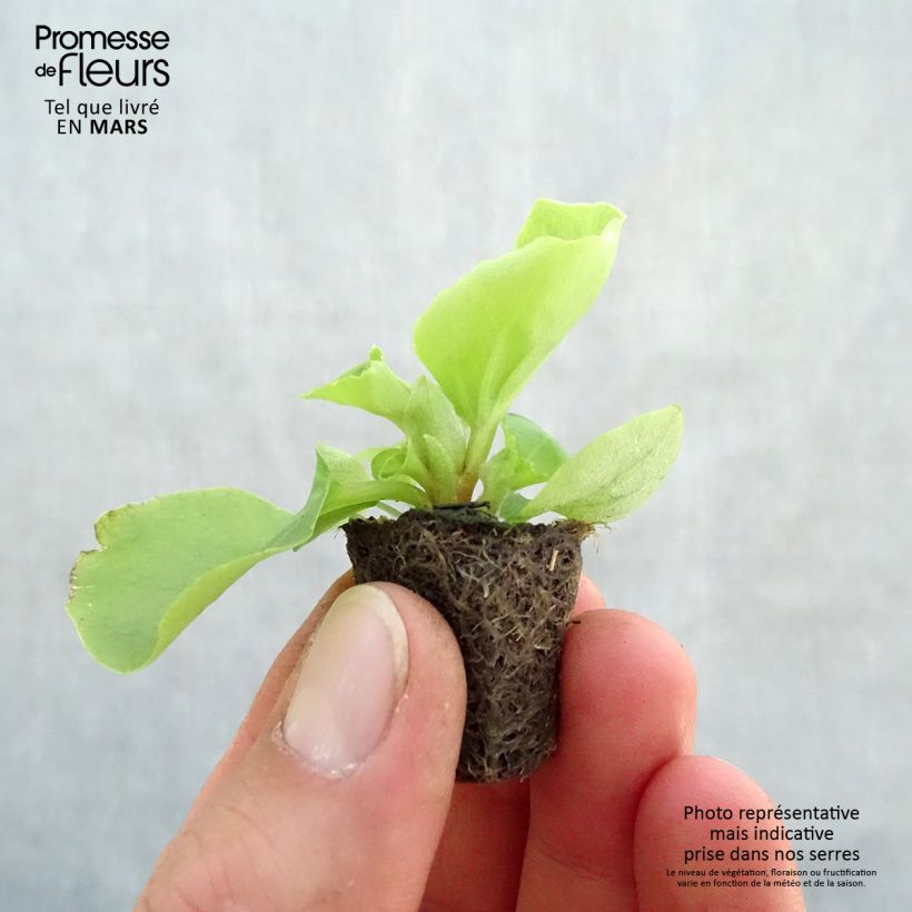 Example of Bégonia semperflorens Super Olympia blanc Mini-mot Ø 3/4 cm as you get in printemps