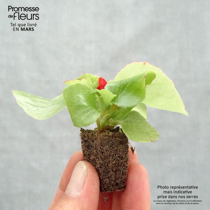 Example of Bégonia semperflorens Super Olympia rouge Kluitplant: kluit 3,8 cm x 3,2 cm in een tray voor 16 planten as you get in printemps