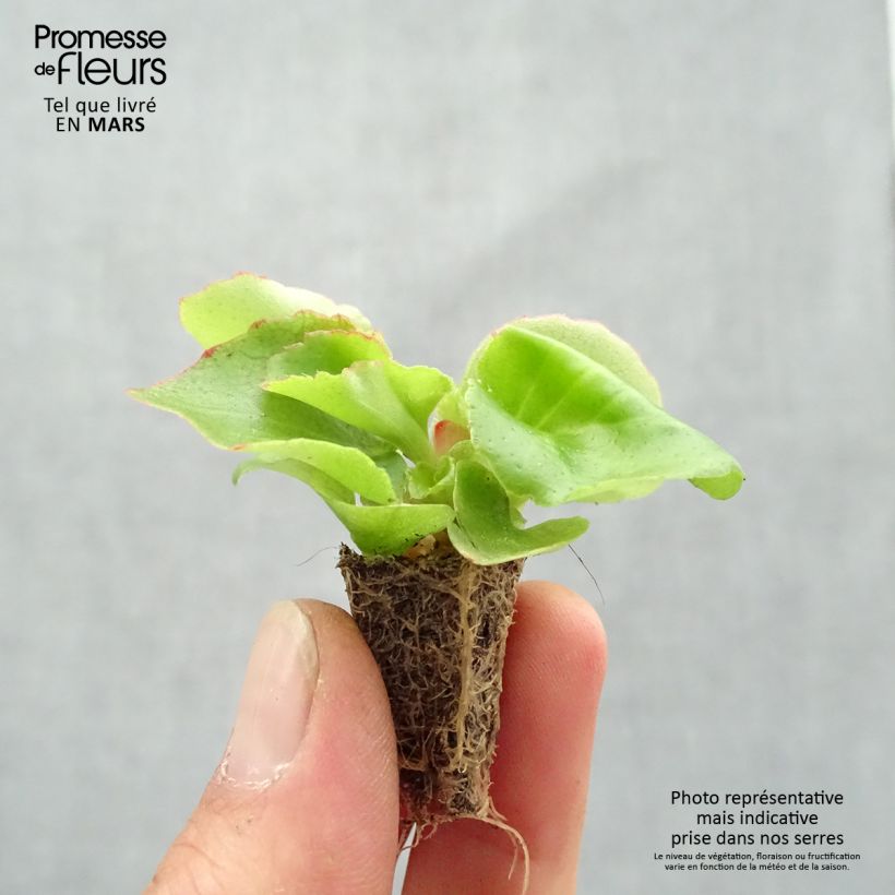 Example of Bégonia semperflorens Super Olympia rouge Minimotte: kluitje van 2,2 cm x 2 cm in kweekplaat per 35 stuks as you get in printemps