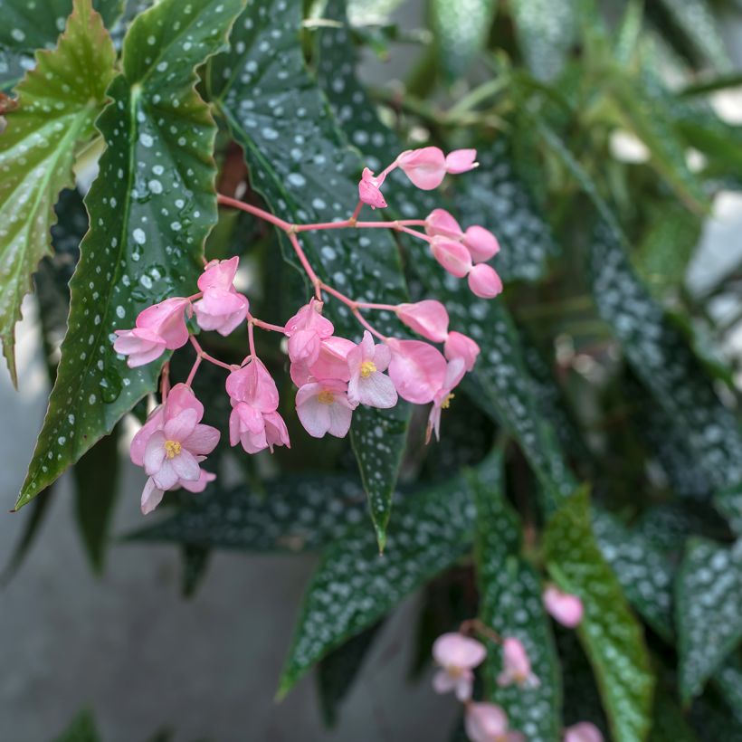 Begonia Wings maculata Silverspot - Stengelbegonia (Bloei)
