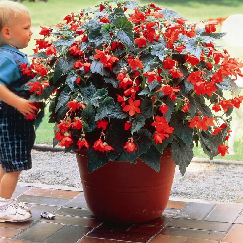 Begonia intermedia Skaugum - Knolbegonia (Groeiplaats)