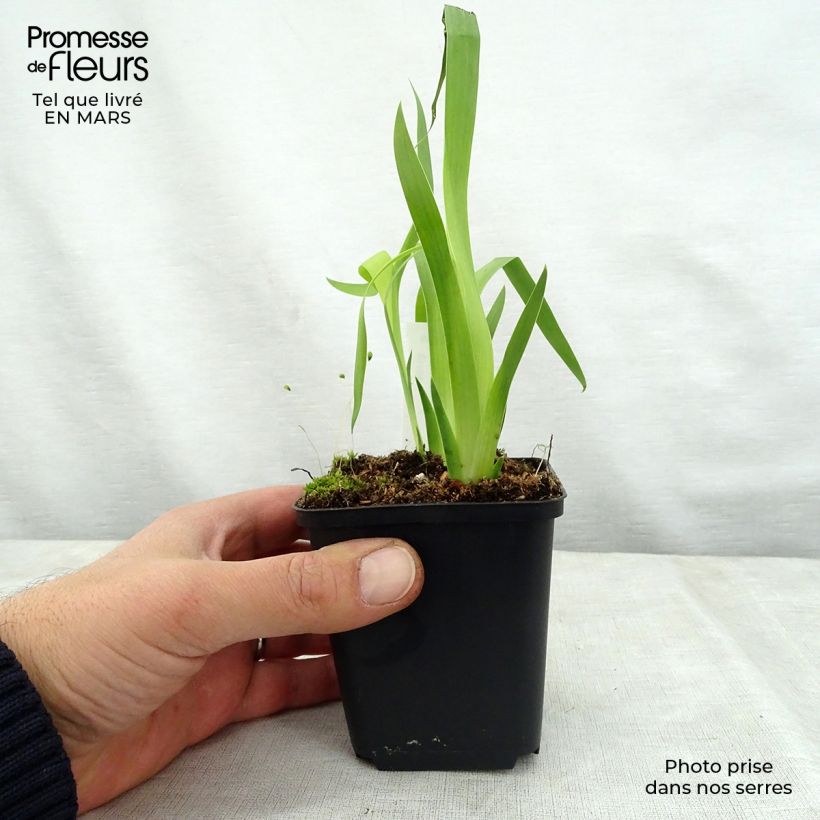 Exemplaar van Belamcanda chinensis Hello Yellow - Luipaardbloem Kweekpotje van 8/9 cm zoals geleverd in de lente