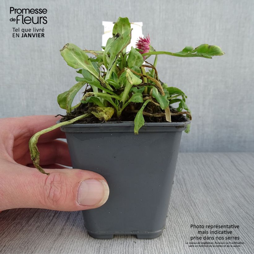 Example of Bellis perennis Roode -  Pâquerette rouge Kweekpotje van 8/9 cm as you get in hiver