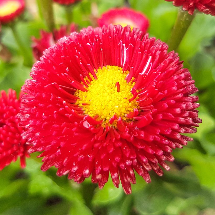Madeliefje rood - Bellis perennis (Flowering)