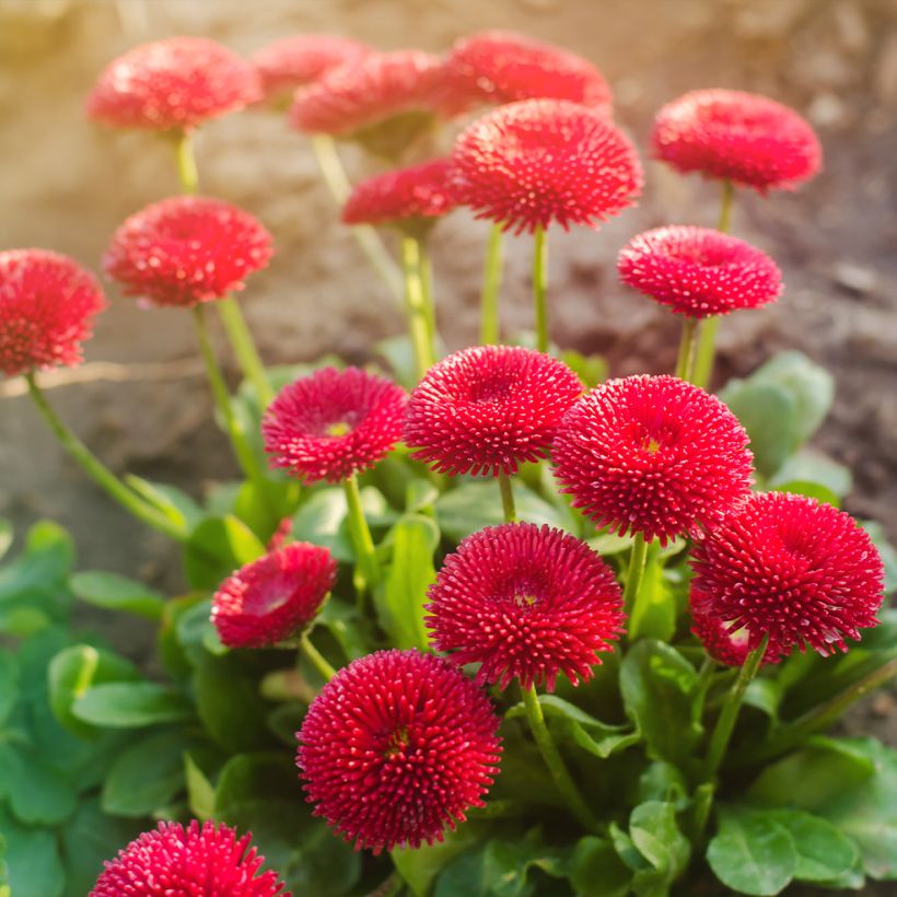 Madeliefje rood - Bellis perennis (Plant habit)