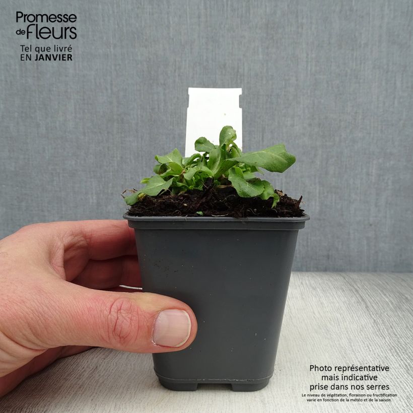 Example of Bellis perennis Roze - Pâquerette rose Kweekpotje van 7/8 cm as you get in hiver