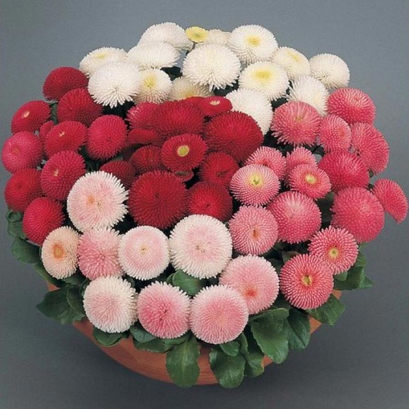 Madeliefje Tasso Mixed - Bellis perennis (Bloei)