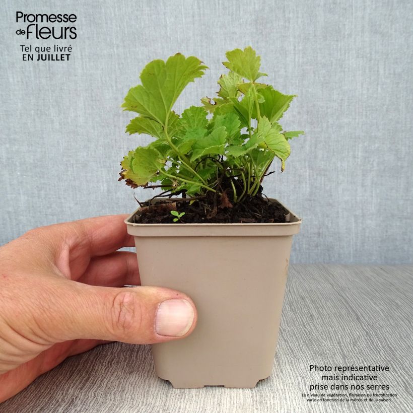 Exemplaar van Geum Cocktail Alabama Slammer - Nagelkruid Kweekpotje van 8/9 cm zoals geleverd in de zomer